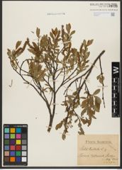 Foto von Salix hastata L.